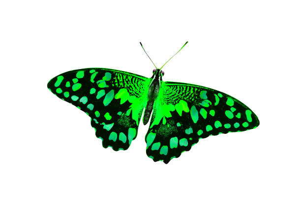 morpho