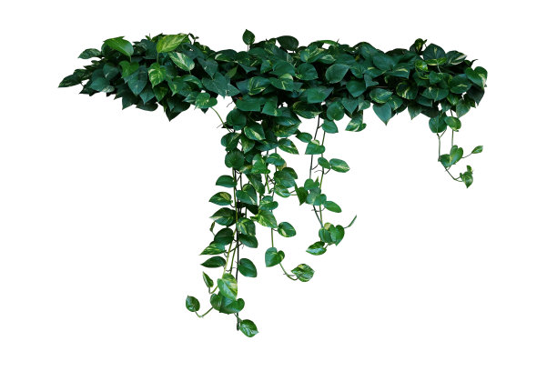 vitis