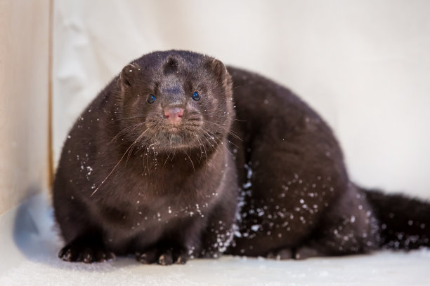 mustela