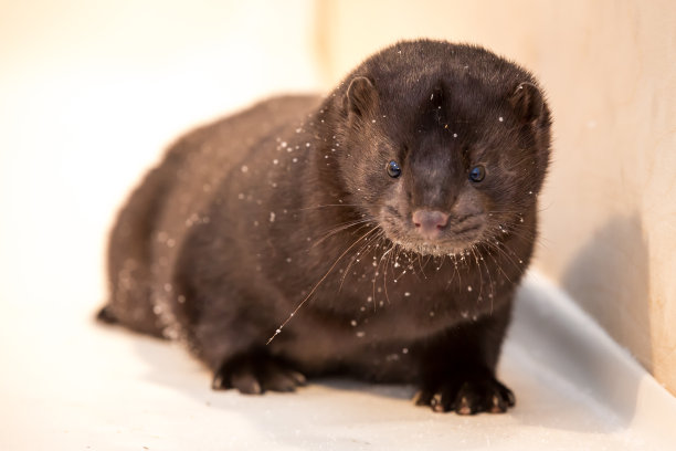 mustela