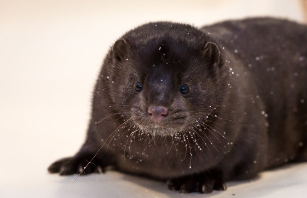 mustela