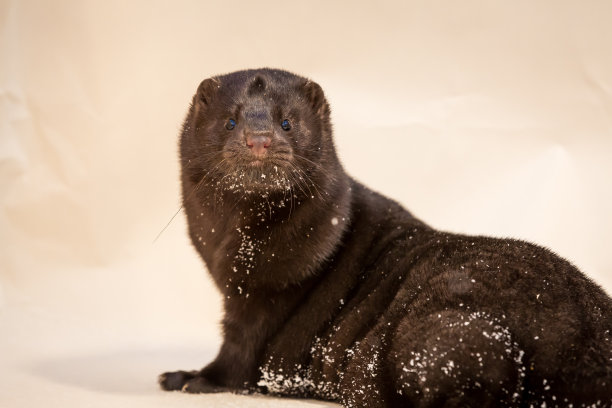 mustela