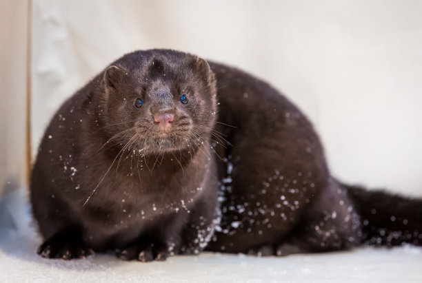 mustela
