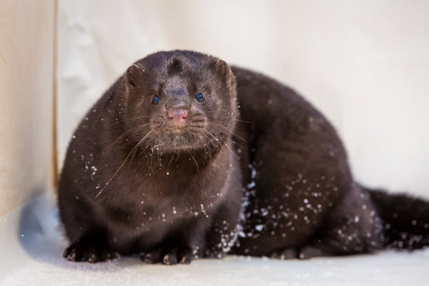 mustela