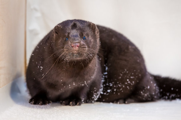 mustela