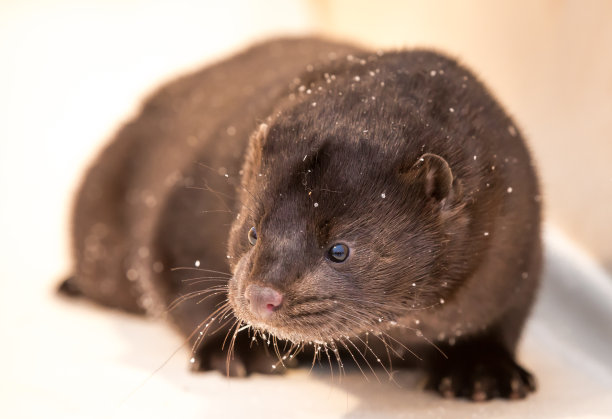 mustela