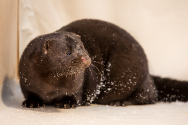 mustela