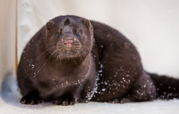 mustela