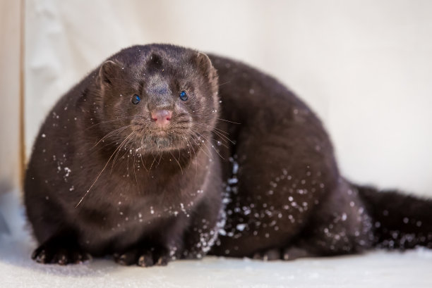 mustela