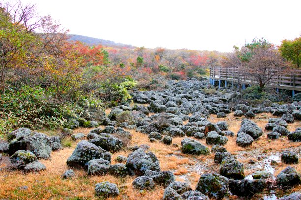 蓝天白云红叶树林湿地风光