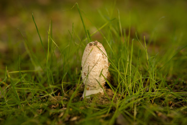 coprinus