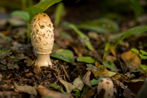 coprinus