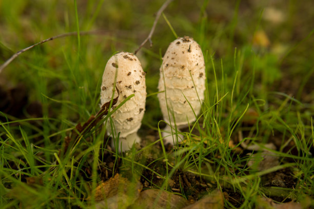 coprinus