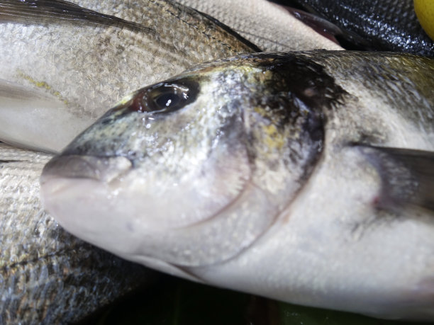 rockfish