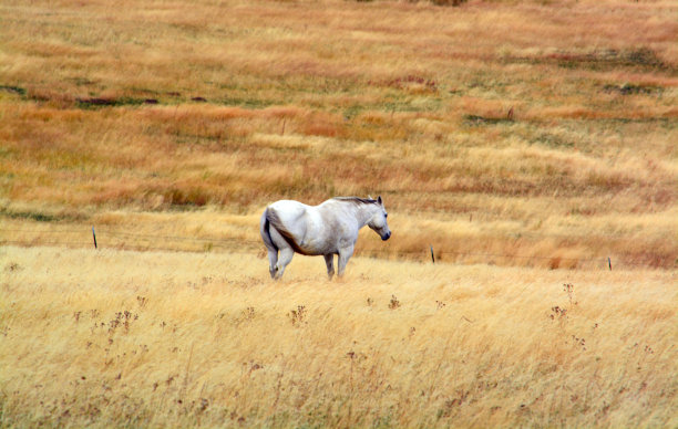 elko