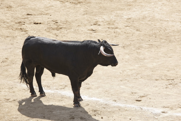 toro