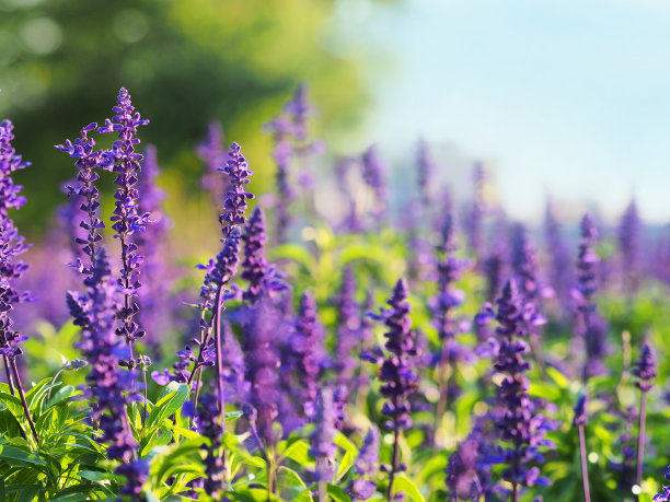 salvia