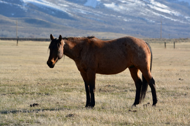 elko