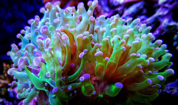 榔头珊瑚