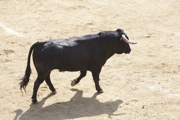 toro