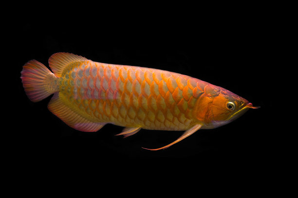 arowana