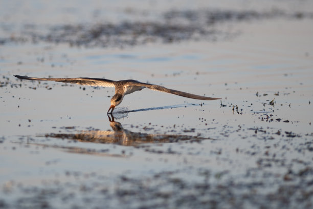 skimmer
