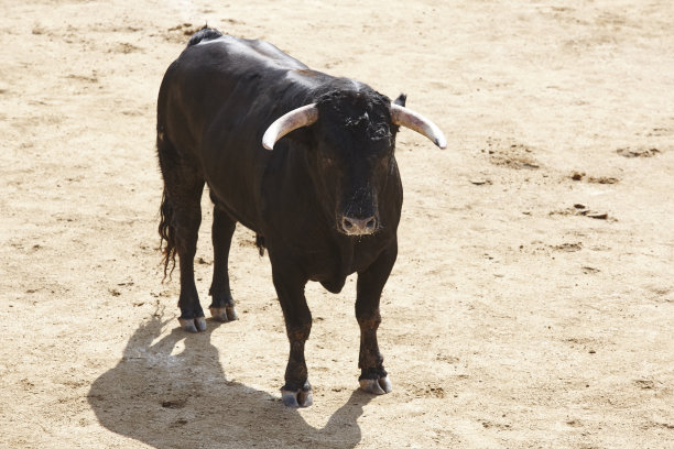 toro
