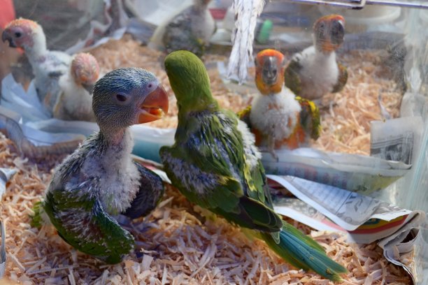 captivity
