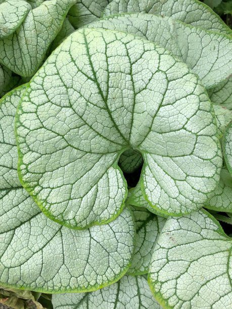 brunnera