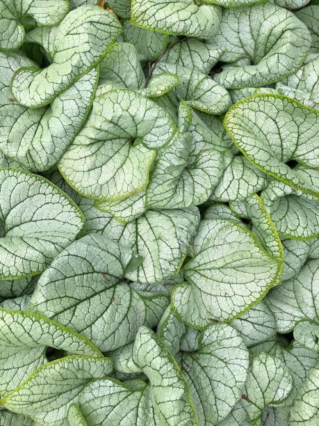 brunnera