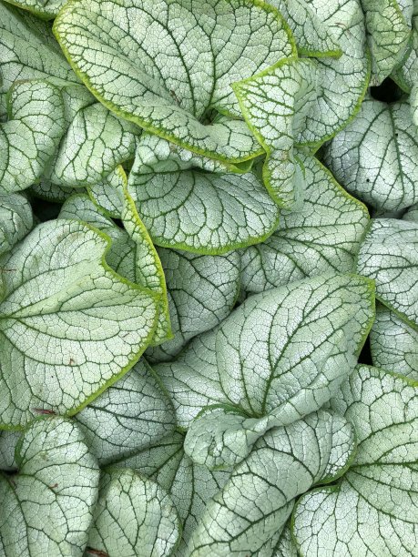 brunnera