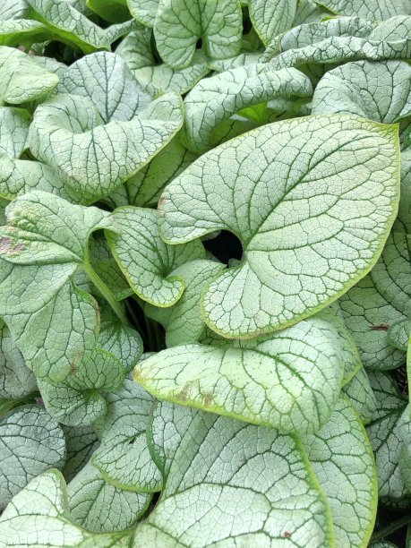 brunnera