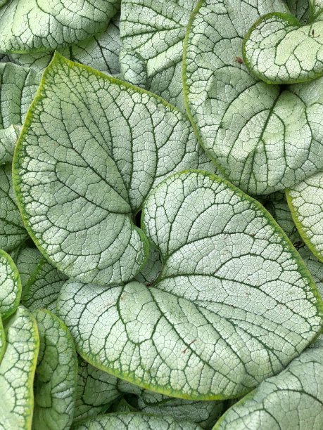 brunnera