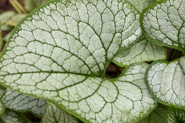 brunnera