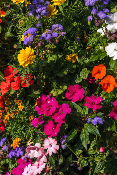 impatiens