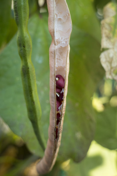 pod