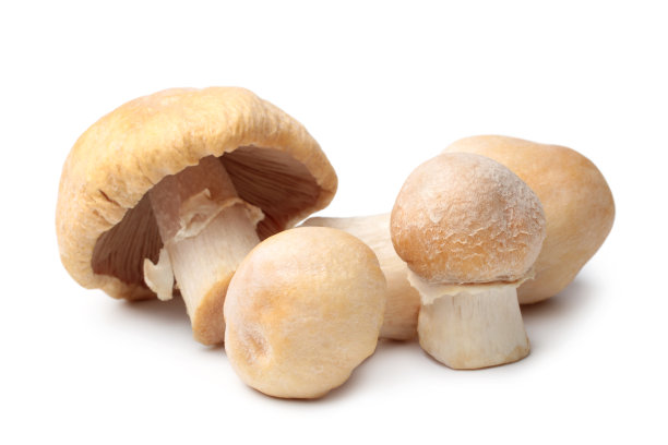 cortinarius