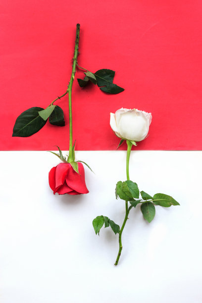 玫瑰浪漫名片