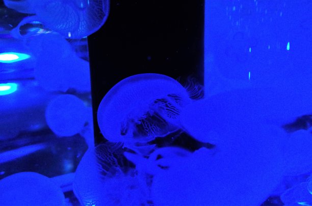 梦幻水母,鱼缸背景图