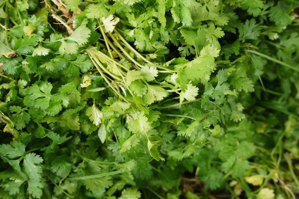 cilantro