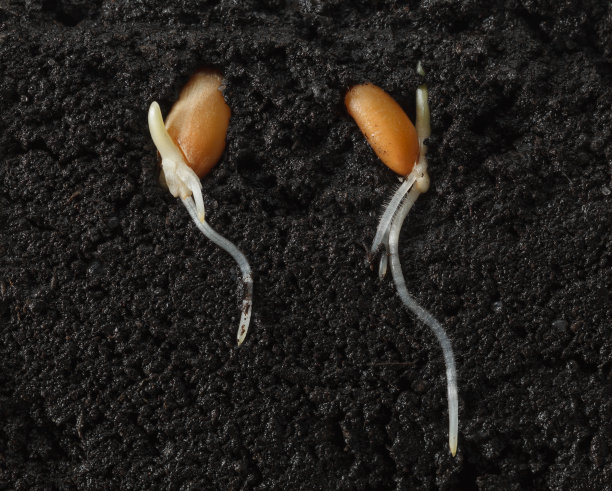 seed