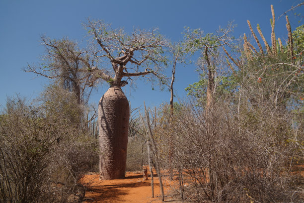 madagascar