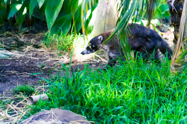 coatimundi