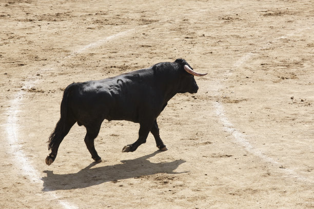 toro
