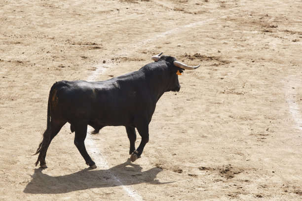 toro
