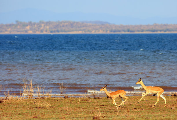 antelope