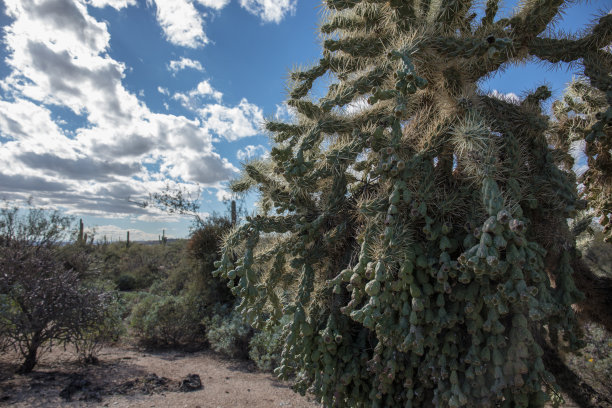 ocotillo