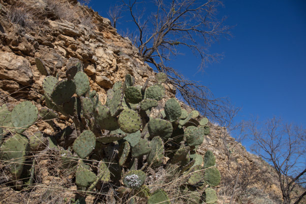 ocotillo
