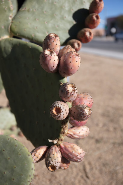 ocotillo