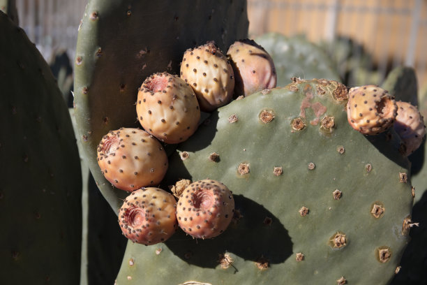 ocotillo